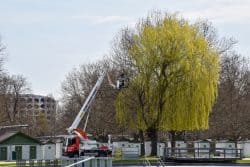 Baumschnitt im Strandbad